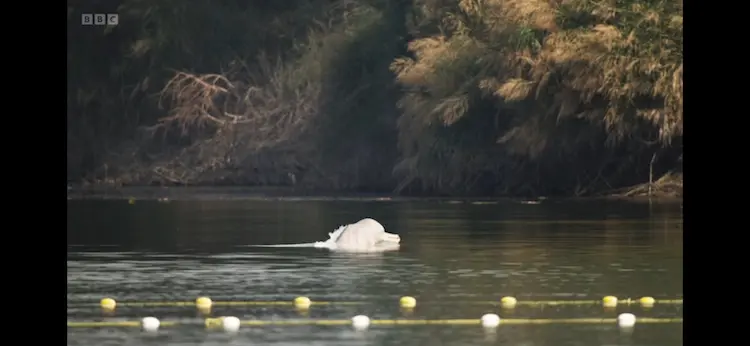 Indus river dolphin (Platanista minor) as shown in Planet Earth III - Freshwater